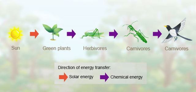 [Hanlun Smart Classroom] Energy in Ecosystems